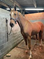 Scheren van paarden, Dieren en Toebehoren, Paarden