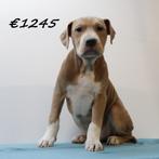 Amerikaanse Staffordshire Terrier - pups te koop, Dieren en Toebehoren, 15 weken tot 1 jaar, Handelaar, CDV (hondenziekte), Meerdere