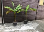 bananen plant, Ophalen