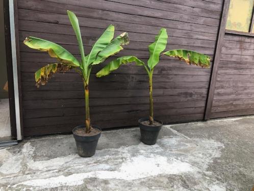 bananen plant, Tuin en Terras, Planten | Tuinplanten, Ophalen