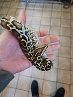 Python molure het albino 2024, Dieren en Toebehoren, Reptielen en Amfibieën