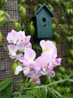 Lathyrus latifolius "Pink Pearl" zaden, Verzenden, Zaad