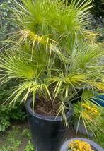 Palmbomen, Tuin en Terras, Planten | Bomen, Ophalen, In pot, Palmboom, 100 tot 250 cm