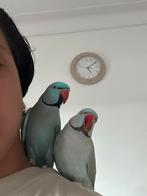 2 perruches à collier manuel, Mâle, Perruche, Parleur