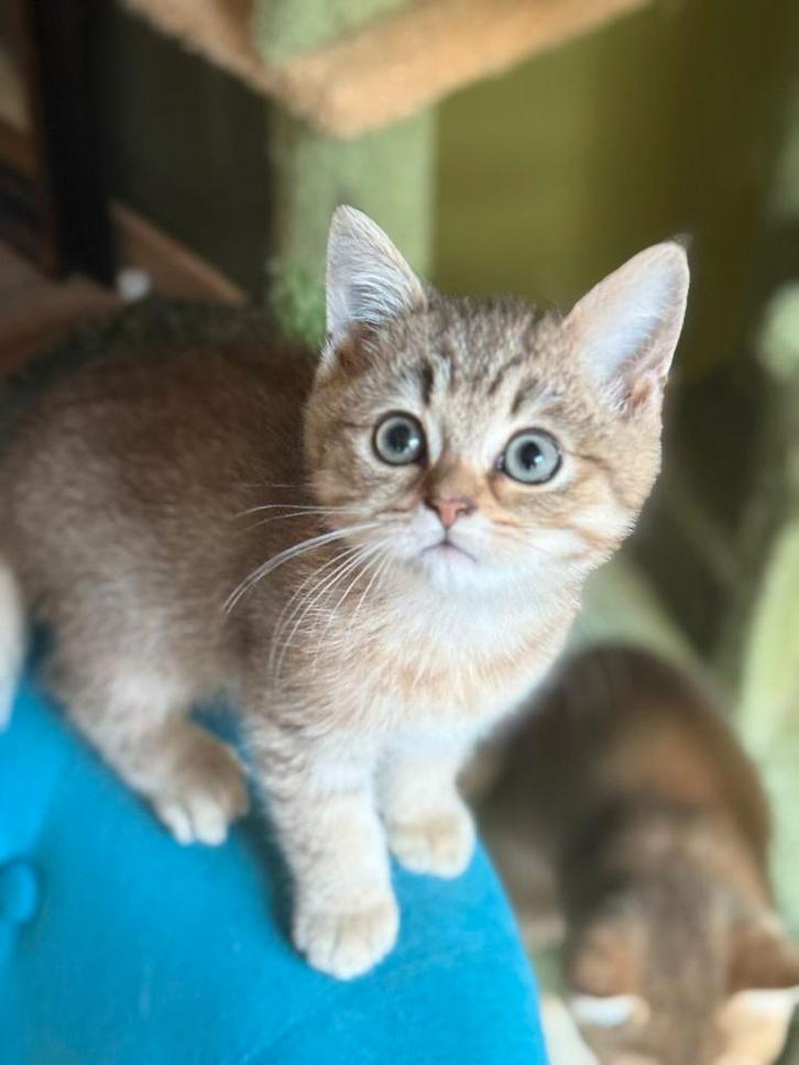 British korthaar golden black tikked, Dieren en Toebehoren, Katten en Kittens | Raskatten | Korthaar, Kater, 0 tot 2 jaar, Met stamboom