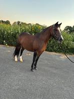 Goede welsh b pony zoekt baasje, Merrie, Met stamboom, Minder dan 160 cm, L