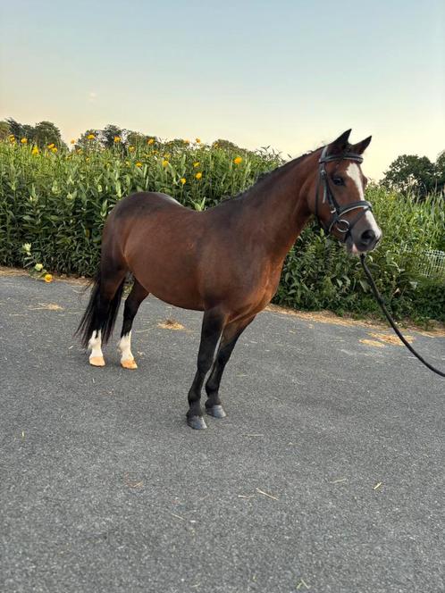 Goede welsh b pony zoekt baasje, Dieren en Toebehoren, Paarden, Merrie, L, Minder dan 160 cm, 7 tot 10 jaar, Recreatiepaard, Met stamboom