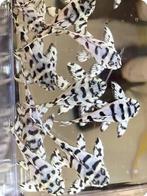 L236 SW 3-4cm, Vis, Zoetwatervis, Schoolvis