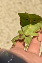 CRYPTOPHYLLIUM SP. "XISHUANGBANNA" eggs (x10), Animaux & Accessoires, Phasme