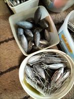 Klein ankerlood, Watersport en Boten, Hengelsport | Zeevissen, Ophalen, Nieuw