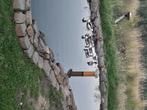 Canards, bernach, gans