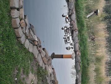 Canards, bernach, gans beschikbaar voor biedingen