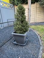 Bloempot met boompje in, Tuin en Terras, Planten | Bomen, Ophalen