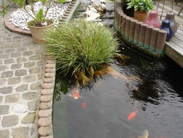 Waterplanten ,Blonde calmus scheuten en grotere stukken beschikbaar voor biedingen