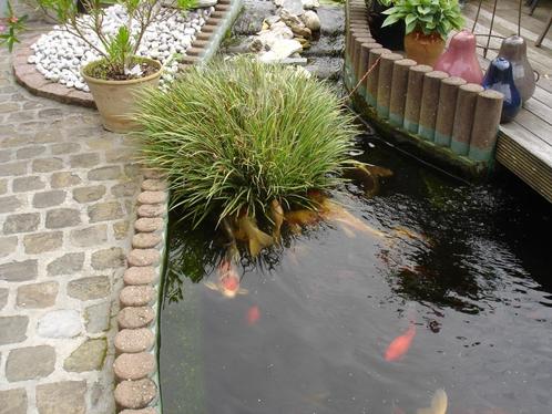 Waterplanten ,Blonde calmus scheuten en grotere stukken, Tuin en Terras, Vijvers, Zo goed als nieuw, Ophalen