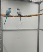 Opaline bont halsbandparkieten halsband parkiet kweekkoppel, Dieren en Toebehoren, Meerdere dieren, Parkiet, Geringd
