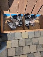 Duiven, Dieren en Toebehoren, Vogels | Duiven