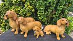Teckel beelden , kleur bruin, Ophalen of Verzenden, Nieuw, Kunststof, Dierenbeeld