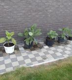 Brugmansias verschillende soorten, Ophalen