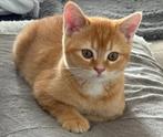 British shorthaire, Dieren en Toebehoren, Katten en Kittens | Raskatten | Korthaar, Kater, Gechipt, 0 tot 2 jaar
