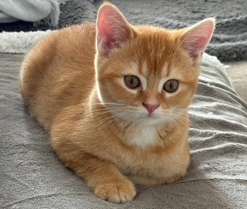 British shorthaire, Dieren en Toebehoren, Katten en Kittens | Raskatten | Korthaar, Kater, 0 tot 2 jaar, Gechipt, Ontwormd, Ingeënt