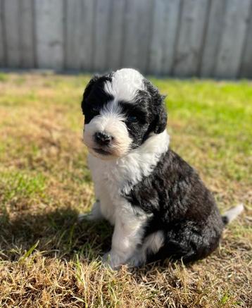 Lieve aussiedoodle pups ( Australische herder x poedel)  beschikbaar voor biedingen