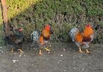 Hanen & kip (Wyandotte), Dieren en Toebehoren, Pluimvee, Meerdere dieren, Kip