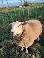 Schapen ram swifter Texel, Dieren en Toebehoren, Mannelijk, Schaap, 0 tot 2 jaar