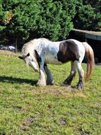 Jument irish cob super brave, Dieren en Toebehoren, Paarden, Merrie, L