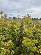 Beuken planten DRINGEND WEG Fagus sylvatica, Tuin en Terras, Ophalen