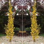 3x GINKGO biloba MENHIR zuilboom  1,7 M 1,8 M EN 2,5M, Jardin & Terrasse, Plantes | Arbres, Enlèvement, Arbre en colonnes