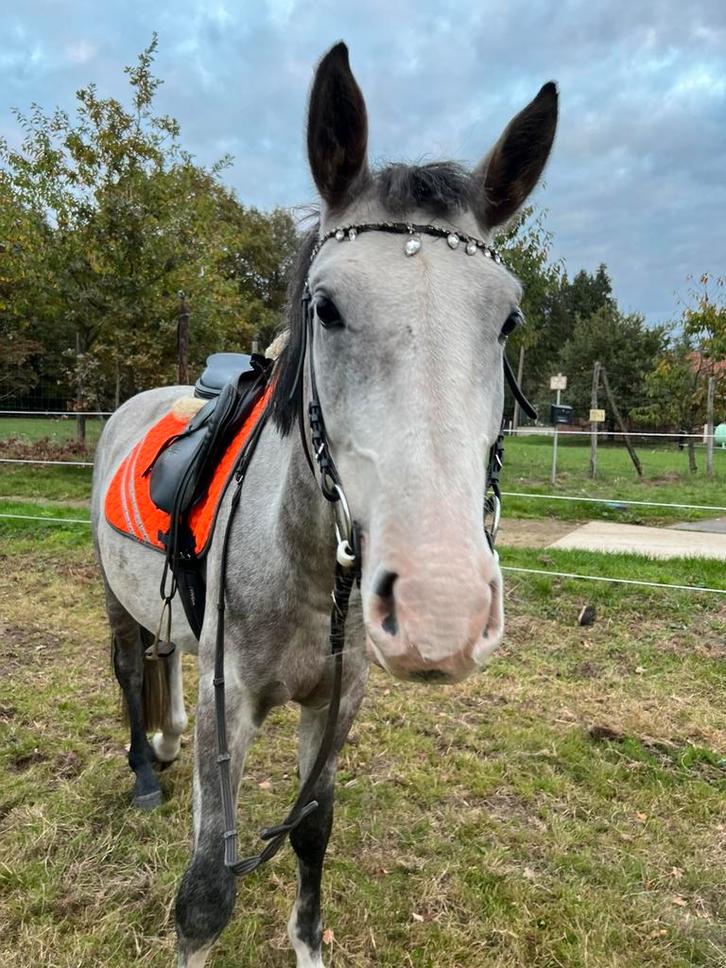 Paard, Dieren en Toebehoren, Paarden, Zadelmak, Springpaard