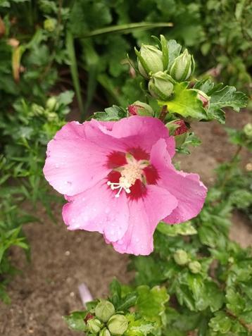 HIbiscus Syriacus met korting beschikbaar voor biedingen