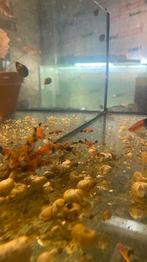 Zwaarddrager koi sanke, Dieren en Toebehoren, Vissen | Aquariumvissen