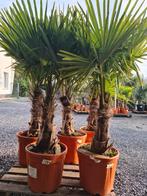 Palmboom Trachycarpus Fortunei - winterharde palmbomen, Tuin en Terras, Halfschaduw, Ophalen, Palmboom