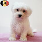 Maltezer pups – klein, wit en onweerstaanbaar, Dieren en Toebehoren, België, Maltezer, Handelaar, CDV (hondenziekte)