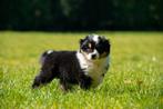 Prachtige MAS pups (mini aussie), Dieren en Toebehoren, België, Overige rassen, 8 tot 15 weken, CDV (hondenziekte)