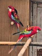 Koppel rosella, Dieren en Toebehoren