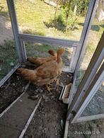 Poulet, Vakantie, Campings