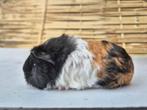Ch teddy zeugje, Dieren en Toebehoren, Knaagdieren, Vrouwelijk, Cavia, Tam
