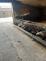 Mooie rammen kweek/slacht rijp, Dieren en Toebehoren, Schapen, Geiten en Varkens