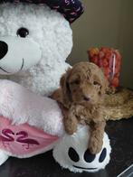 Dwergpoedel pups, Poedel, Parvo, België, 8 tot 15 weken