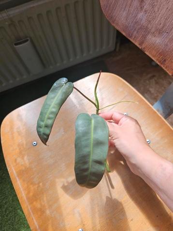 Kopstek philodendron atabapoense beschikbaar voor biedingen