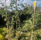 Primabella tomaat 12 zaden, Jardin & Terrasse, Plantes | Jardin, Enlèvement ou Envoi, Annuelle, Plein soleil, Été