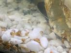 Baby, volwassen, eiren van water slaken te koop, Dieren en Toebehoren, Ophalen, Nieuw, Overige typen