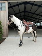 Betrouwbare 4jarige paint, Dieren en Toebehoren, Paarden, Minder dan 160 cm, Ruin, Niet van toepassing, 3 tot 6 jaar