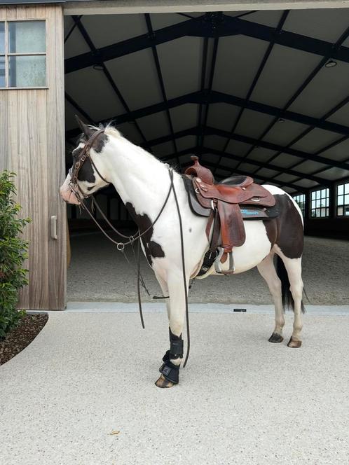 Betrouwbare 4jarige paint, Dieren en Toebehoren, Paarden, Ruin, Niet van toepassing, Minder dan 160 cm, 3 tot 6 jaar, Recreatiepaard