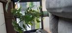Strelitzia plant, Tuin en Terras, Bloembakken en Plantenbakken, Ophalen, Zo goed als nieuw