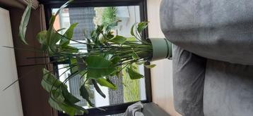 Strelitzia plant, Enlèvement, Comme neuf