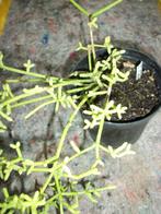 Kamerplanten van hobbykweek, Maison & Meubles, Plantes d'intérieur, Enlèvement, Autres espèces